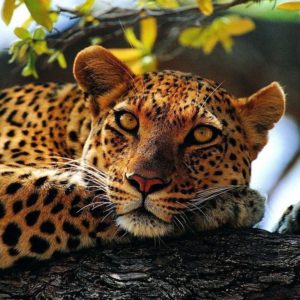 download Animals For > Cheetah Animal Background