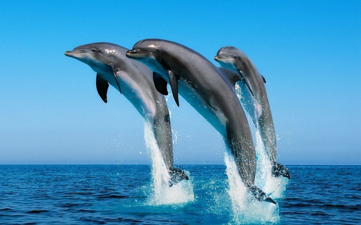 171 Dolphin Wallpapers | Dolphin Backgrounds