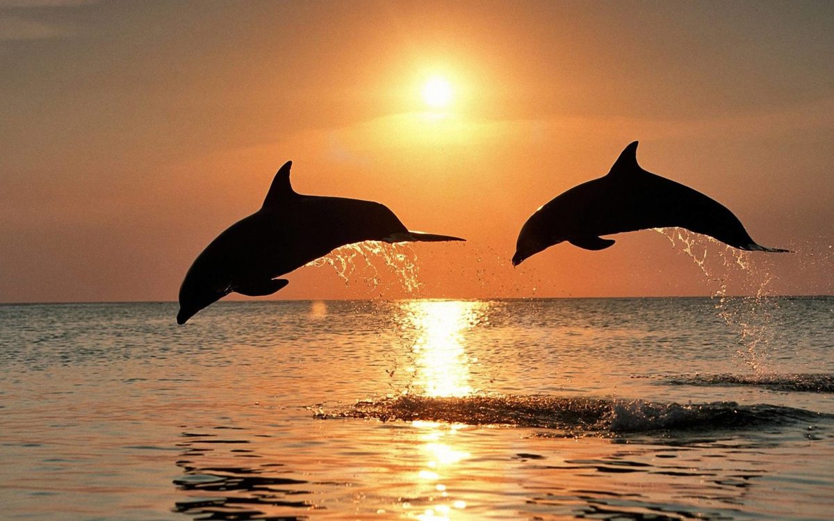 171 Dolphin Wallpapers | Dolphin Backgrounds