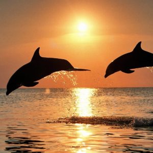 download 171 Dolphin Wallpapers | Dolphin Backgrounds