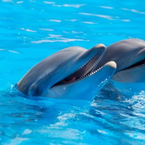 download 171 Dolphin Wallpapers | Dolphin Backgrounds Page 3