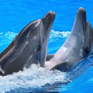 download 171 Dolphin Wallpapers | Dolphin Backgrounds