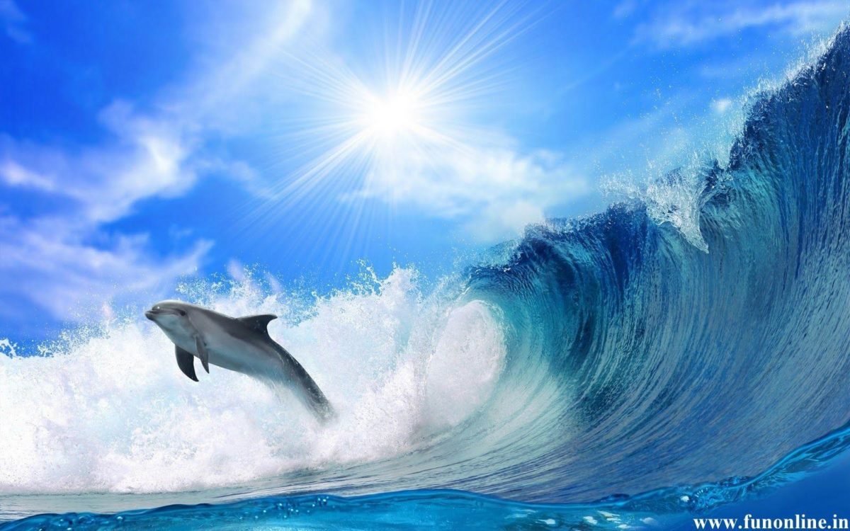 Jumping Dolphin Wallpaper 16 Cool Background 2560×1440 HD …