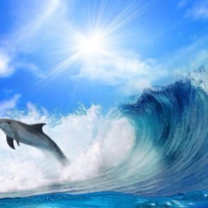 download Jumping Dolphin Wallpaper 16 Cool Background 2560×1440 HD …