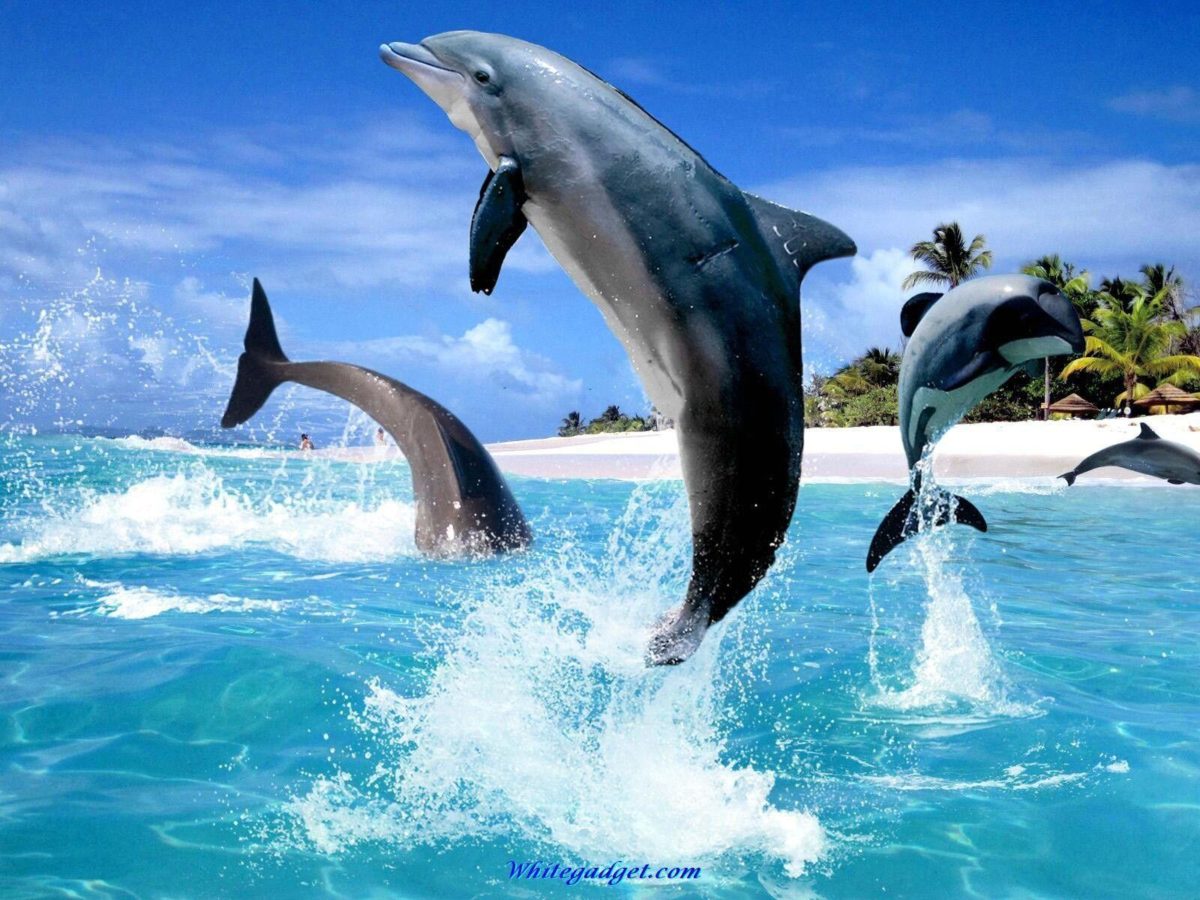 Jumping Dolphin – Animals Wallpapers