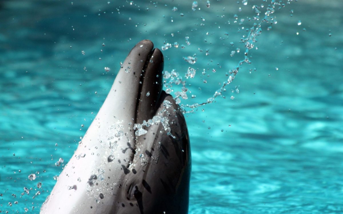 Download Bottlenose Dolphin Wallpaper Dolphins Animals Wallpaper …