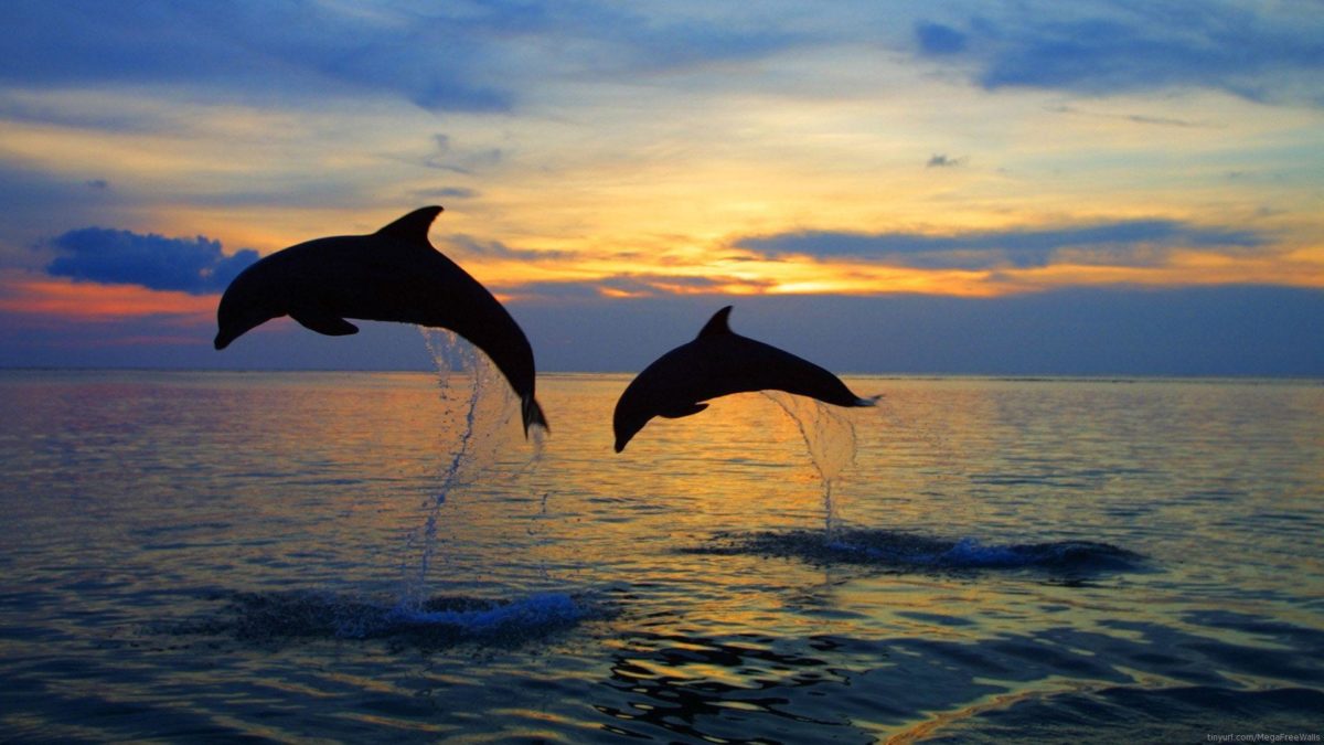 Dolphin Wallpaper 1 For Background HD | wallpaperhd77.com