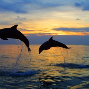 download Dolphin Wallpaper 1 For Background HD | wallpaperhd77.com