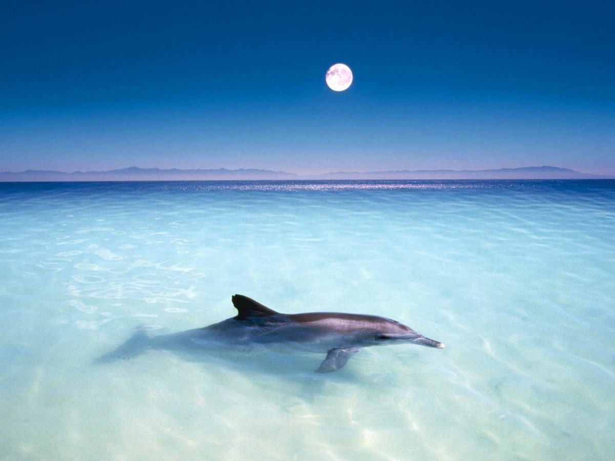 Free-Dolphin-Wallpaper- …