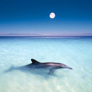 download Free-Dolphin-Wallpaper- …
