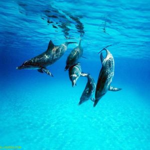 download Download Dolphin Wallpaper Full Hd Wallpapers 1280x1024PX …