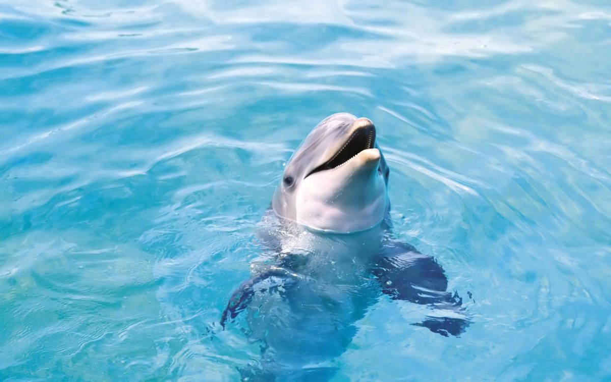 Cute Dolphin Wallpaper | BEAUTIFUL