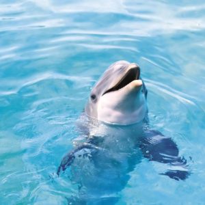 download Cute Dolphin Wallpaper | BEAUTIFUL