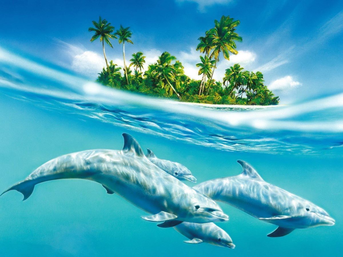 Dolphin Animated wallpaper