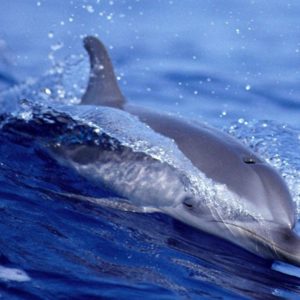 download Florida Dolphin Wallpapers | Free Desk Wallpapers