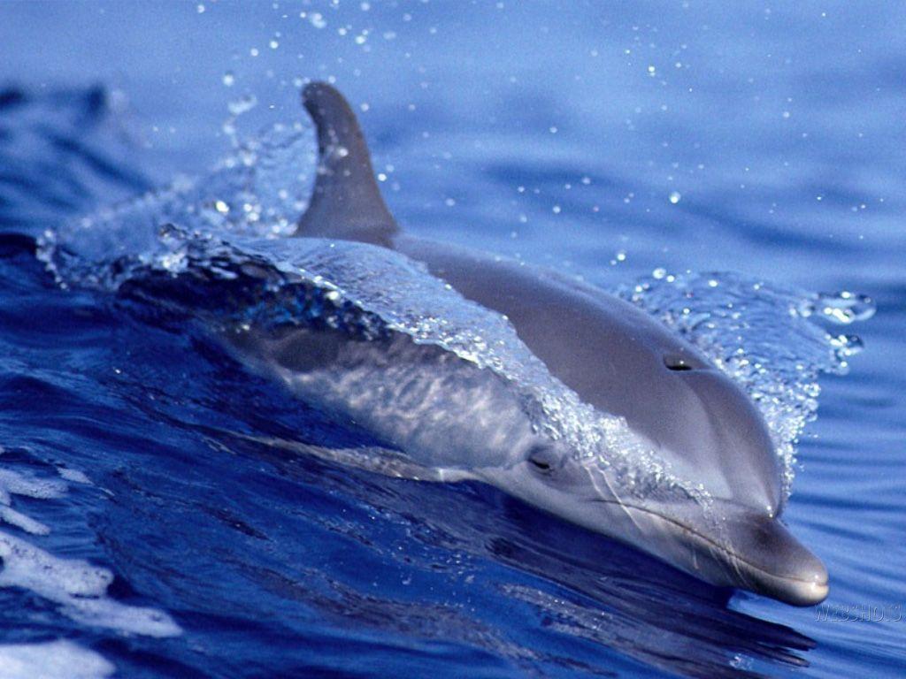 Florida Dolphin Wallpapers | Free Desk Wallpapers