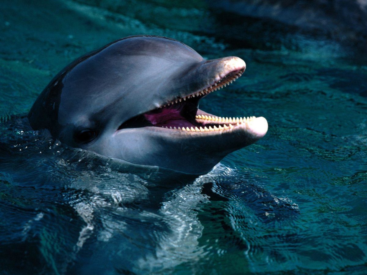 Free Dolphin Wallpaper, Screensavers, Pictures, Videos and Site …