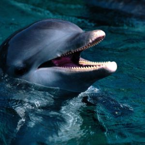 download Free Dolphin Wallpaper, Screensavers, Pictures, Videos and Site …
