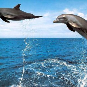 download 3D Jumping Dolphin Wallpapers – HD Wallpapers Inn