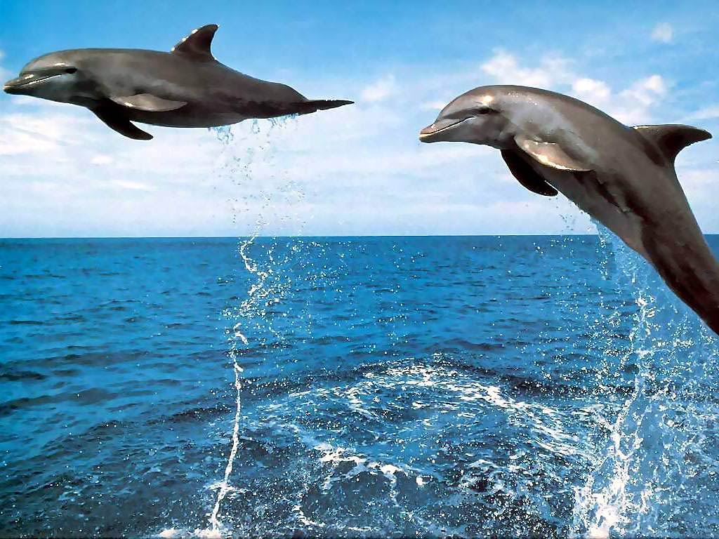 3D Jumping Dolphin Wallpapers – HD Wallpapers Inn