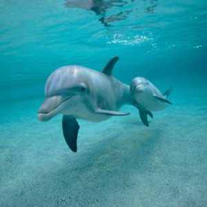 download Dolphin Wallpapers – Full HD wallpaper search – page 2