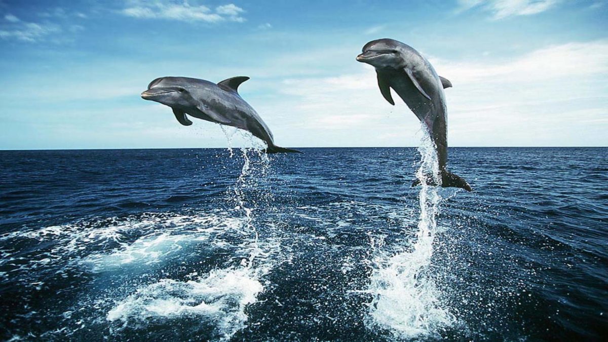 Dolphin Jumping HD Wallpapers – HD Wallpapers Inn