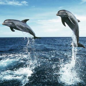 download Dolphin Jumping HD Wallpapers – HD Wallpapers Inn