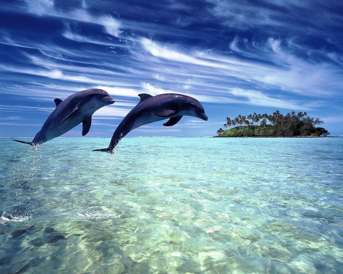 Dolphin Wallpapers | Sky HD Wallpaper
