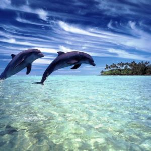 download Dolphin Wallpapers | Sky HD Wallpaper