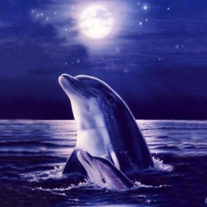 download Dolphin Wallpaper 10 Backgrounds | Wallruru.