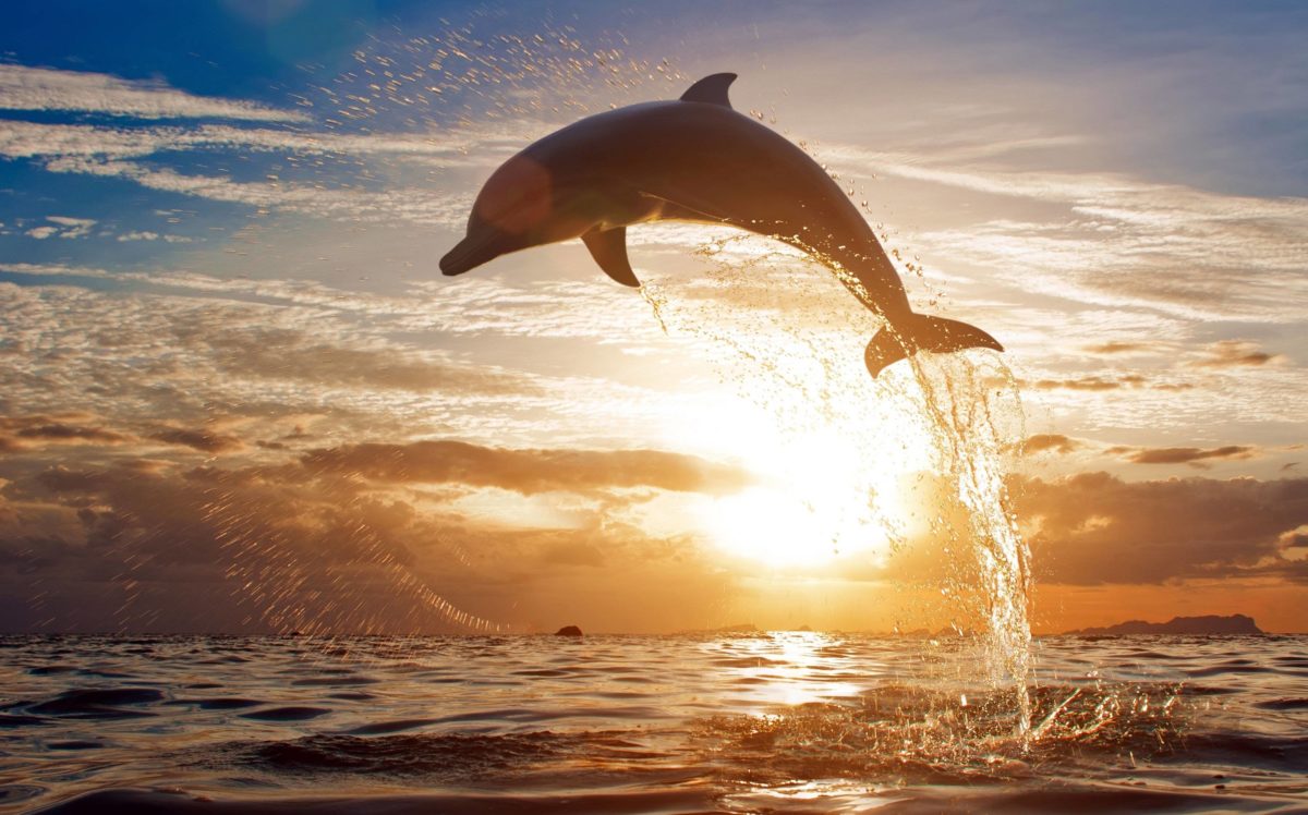 175 Dolphin Wallpapers | Dolphin Backgrounds Page 2