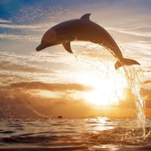 download 175 Dolphin Wallpapers | Dolphin Backgrounds Page 2