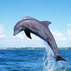 download Dolphin Wallpaper | home plans