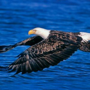 download Bald Eagle Desktop Wallpapers | Bald Eagle Birds Wallpapers | Cool …