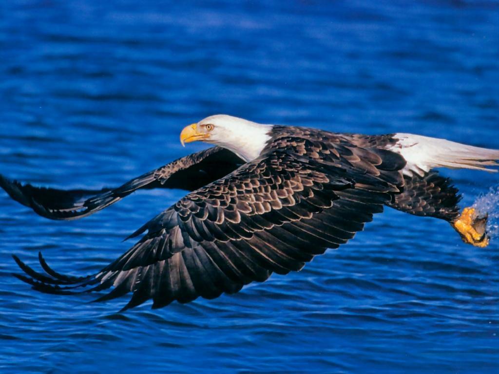 Bald Eagle Desktop Wallpapers | Bald Eagle Birds Wallpapers | Cool …