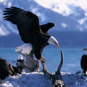 download Animals : Pretty Animals Wings Extended Bald Eagles Desktop Image …