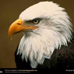 download Bald Eagle Picture,Bald Eagle Desktop Wallpaper, Free Wallpapers …