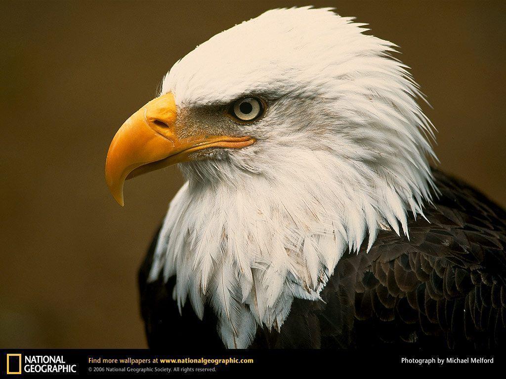 Bald Eagle Picture,Bald Eagle Desktop Wallpaper, Free Wallpapers …