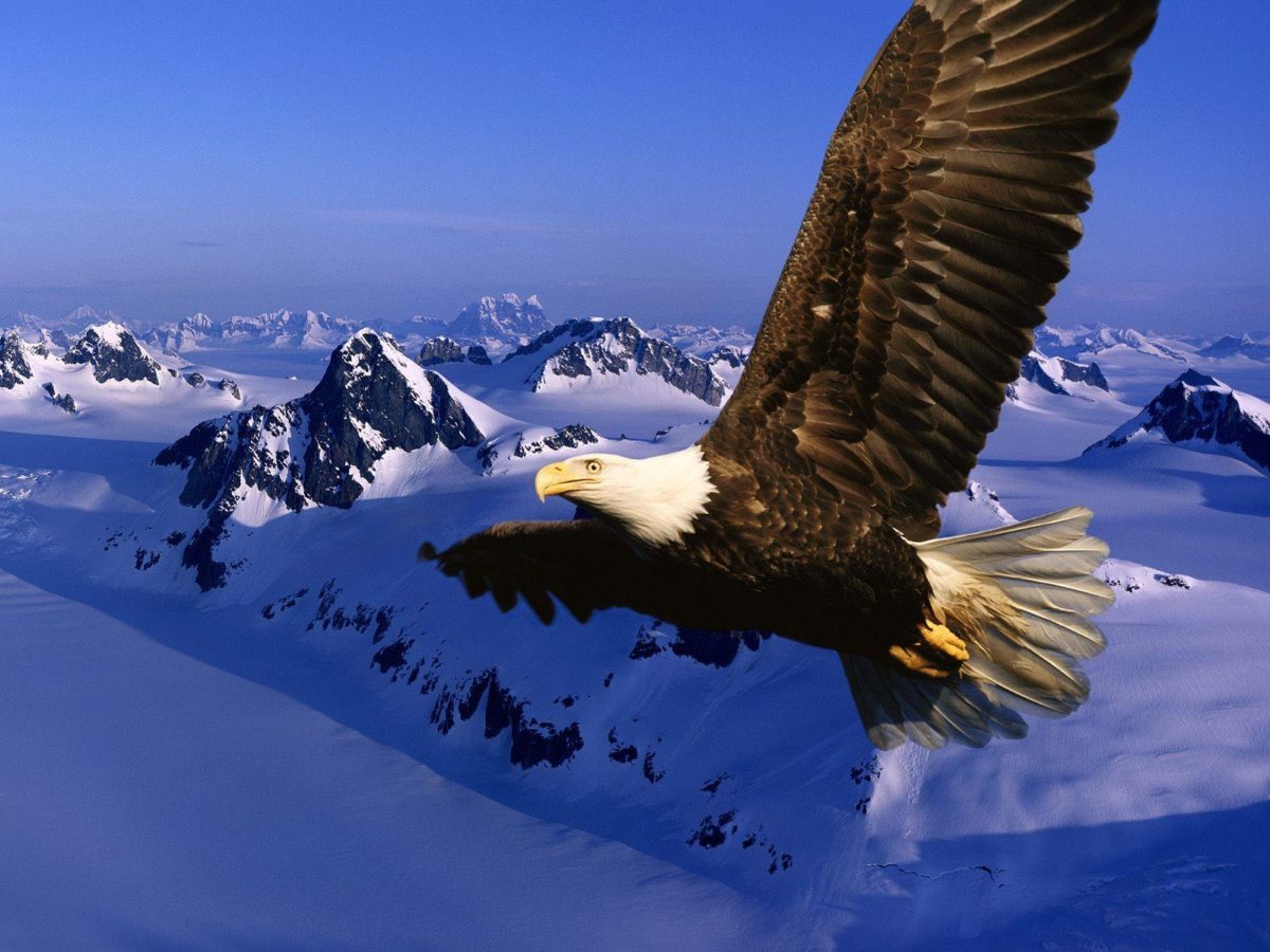 Bird backgrounds with eagles – Barbaras HD Wallpapers