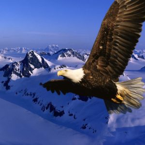 download Bird backgrounds with eagles – Barbaras HD Wallpapers