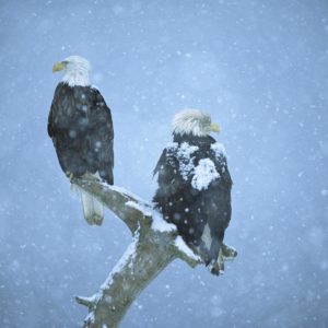 download Winter Birds Desktop Wallpaper | Winter Bird Photos | Cool Wallpapers