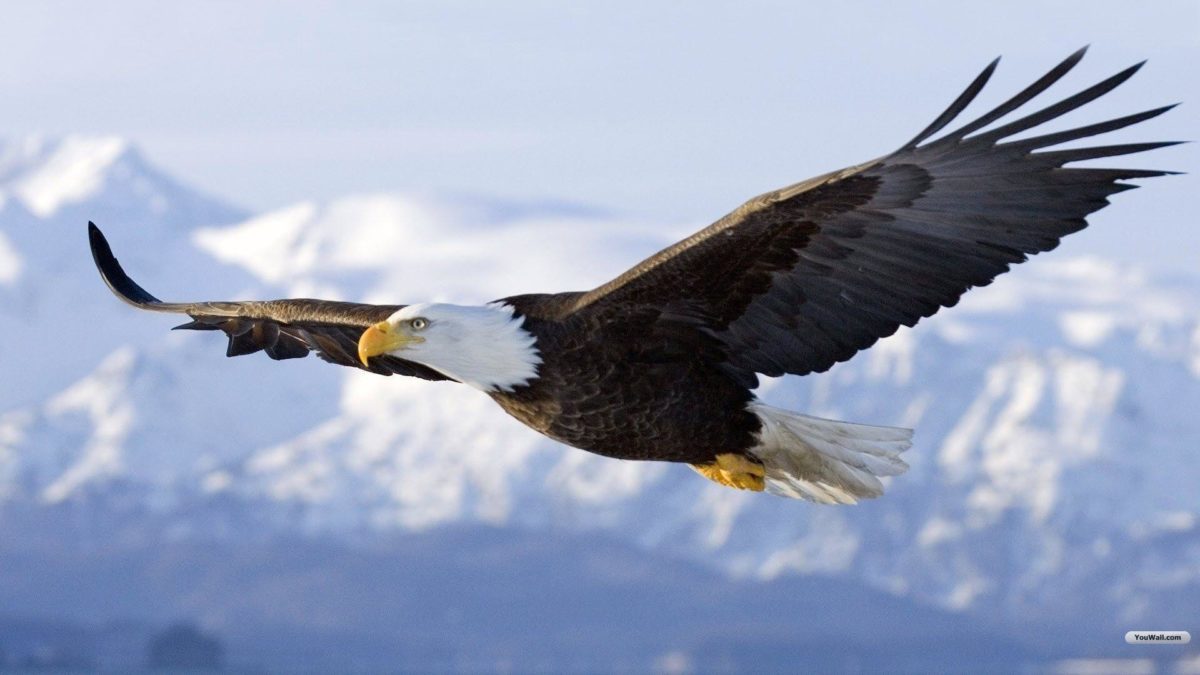 Eagle Desktop Wallpaper: Youwall Flying Eagle Wallpaper …