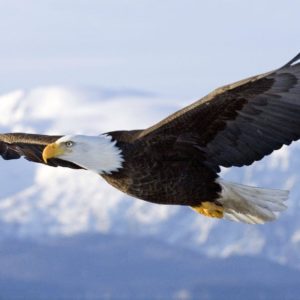 download Eagle Desktop Wallpaper: Youwall Flying Eagle Wallpaper …