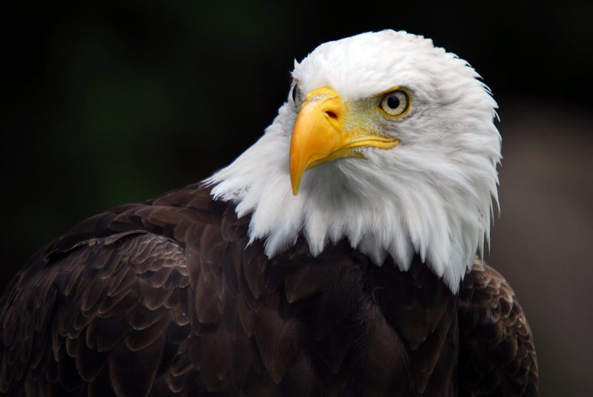 Wallpapers For > 3d Wallpaper Hd Eagle