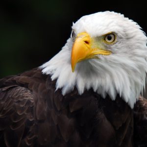 download Wallpapers For > 3d Wallpaper Hd Eagle