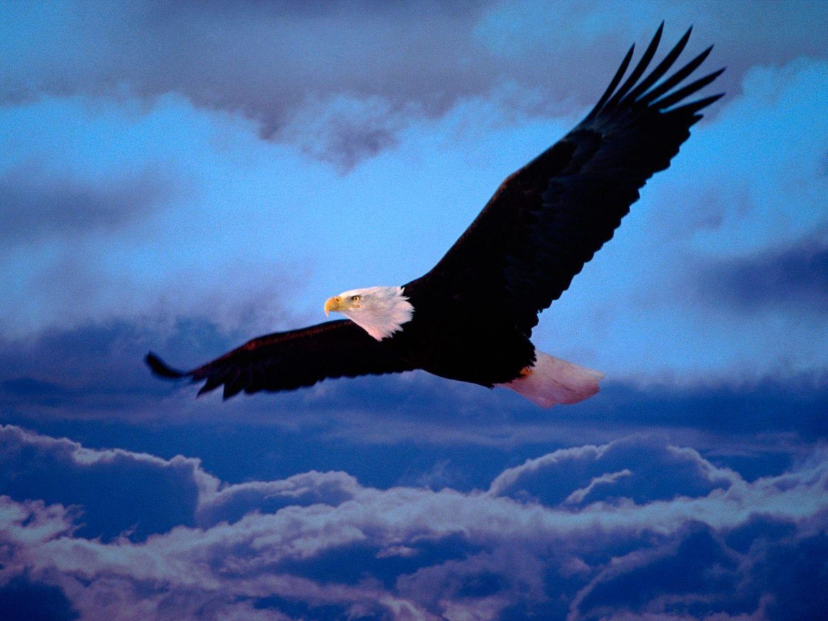 Animals For > Eagles Logo Wallpaper Hd