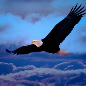 download Animals For > Eagles Logo Wallpaper Hd