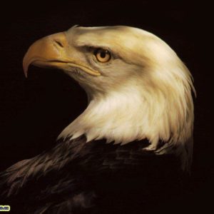 download Animals For > 3d Eagle Wallpaper Desktop