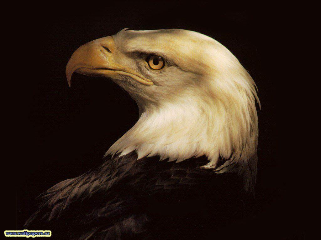 Animals For > 3d Eagle Wallpaper Desktop