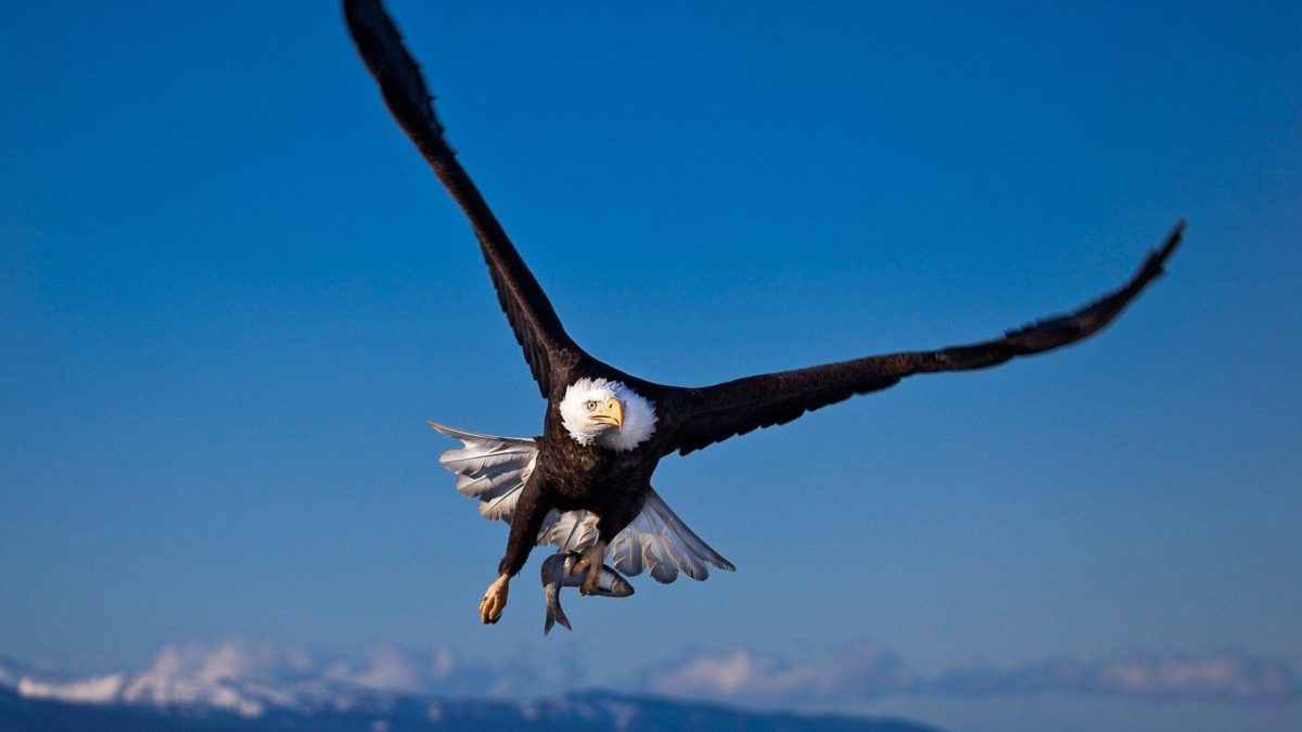 Animals For > American Eagle Hd Wallpaper